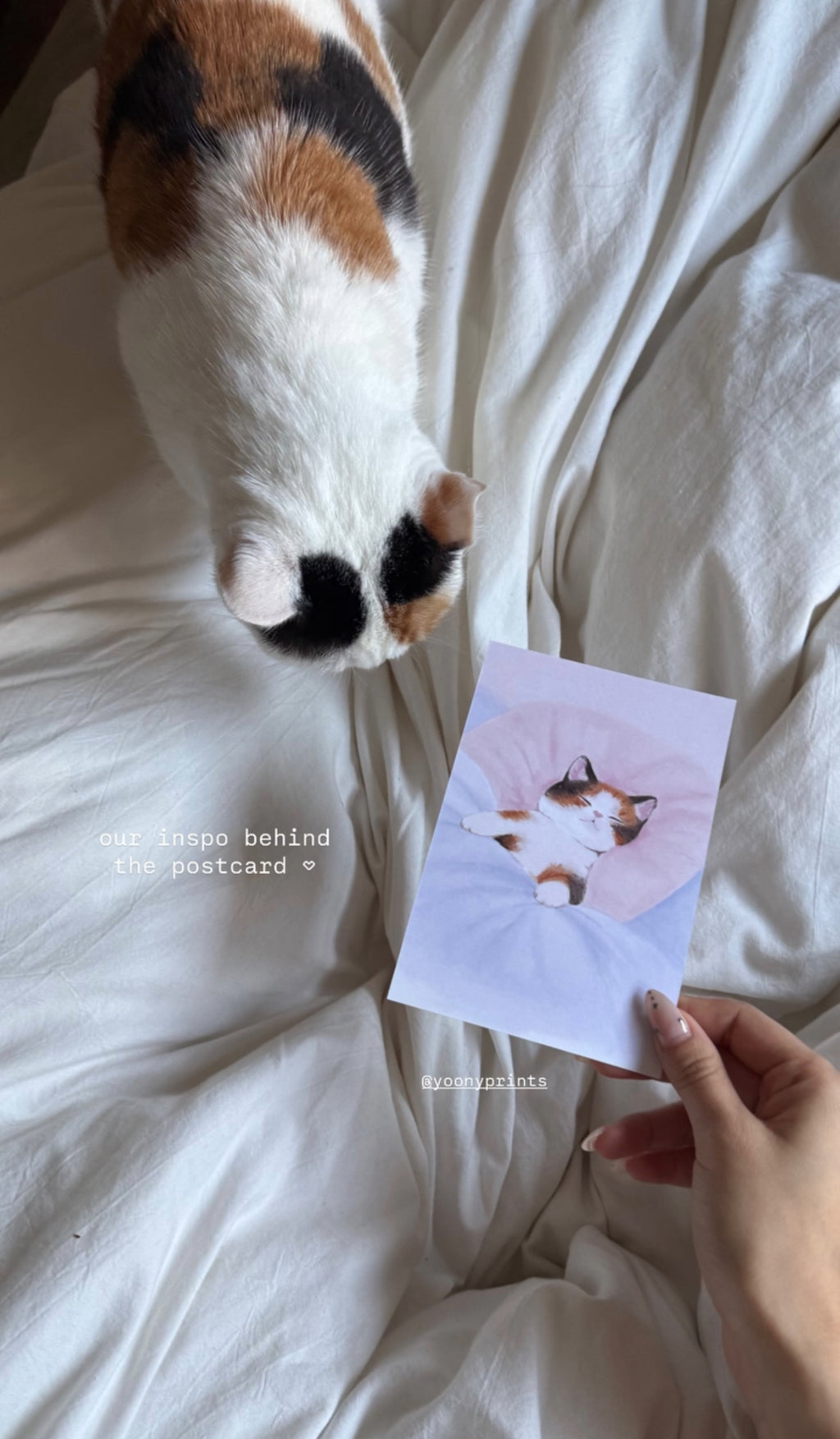 "sleeping kitty" 4x6 print